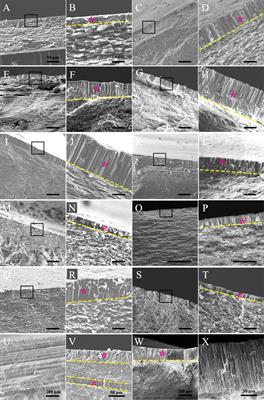 Characterization of the Myostracum Layers in <mark class="highlighted">Molluscs</mark> Reveals a Conservative Shell Structure